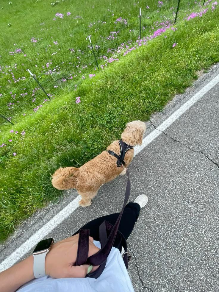 Pet Job Image Placeholder